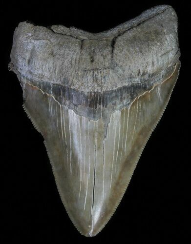 Serrated, Megalodon Tooth - Georgia #63936